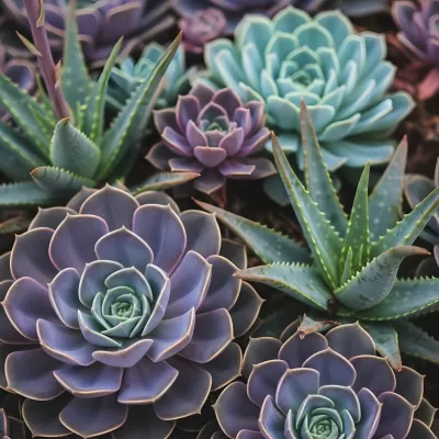 Imagen PNG para descargar